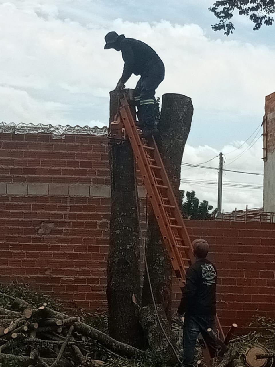 Corte de tronco em área urbana