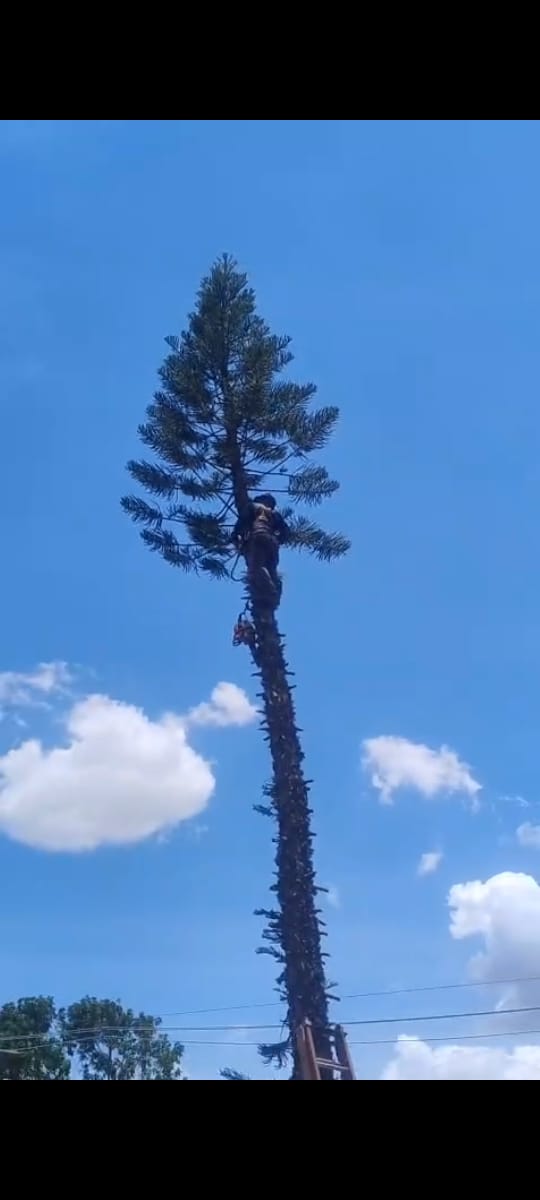 Operação de poda em altura