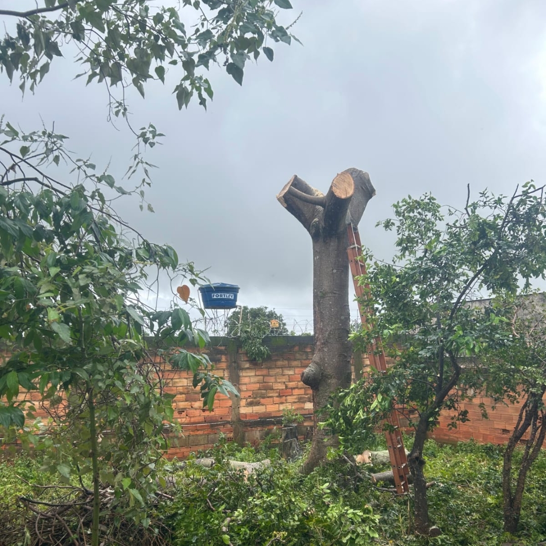 Remoção controlada de árvore